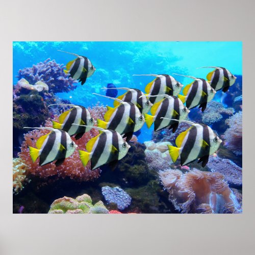 Life on the Coral Reef  Schooling Bannerfish Pass Poster