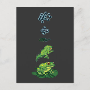 Lifecycle Frog Metamorphosis Egg Tadpole Froglet Postcard