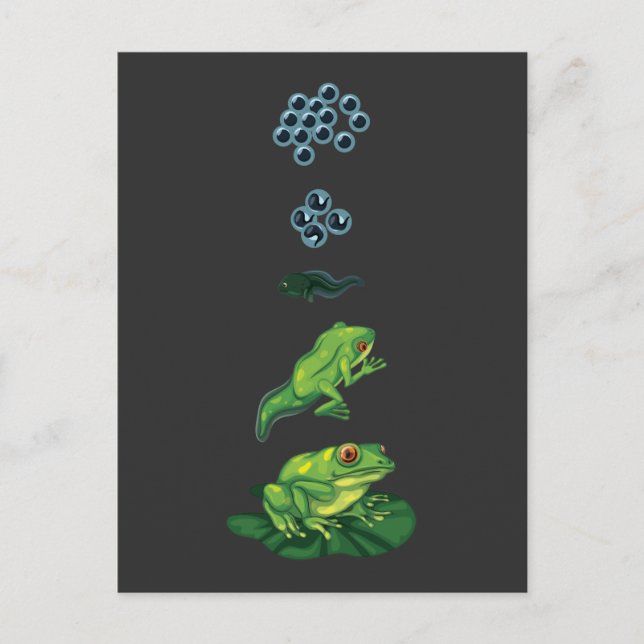 Lifecycle Frog Metamorphosis Egg Tadpole Froglet Postcard (Front)