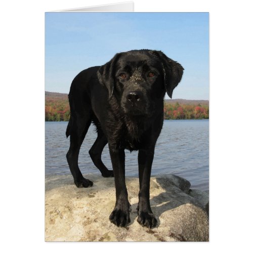 Lifes a Beach _ Labrador Retriever _ Black Lab