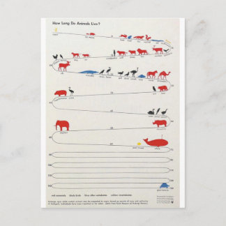 Lifespan of Animals Postcard