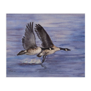 Lift Off - Canadian Geese  Acrylic Print