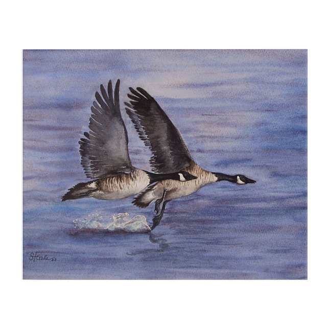 Lift Off - Canadian Geese  Acrylic Print (Front)