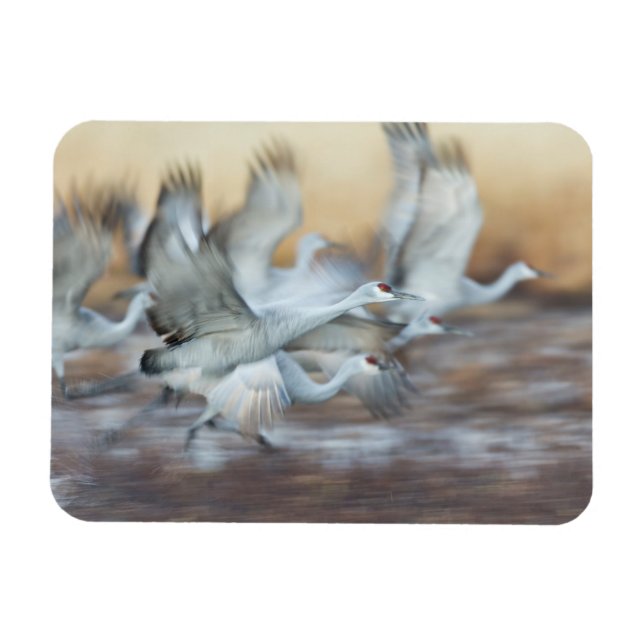 Lift off of  Sandhill Cranes Magnet (Horizontal)