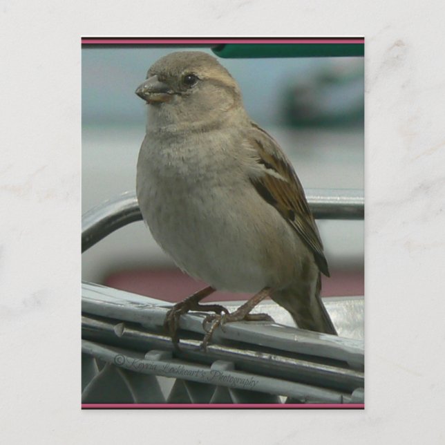 Lifted Love: Cart Bird Postcard (Front)