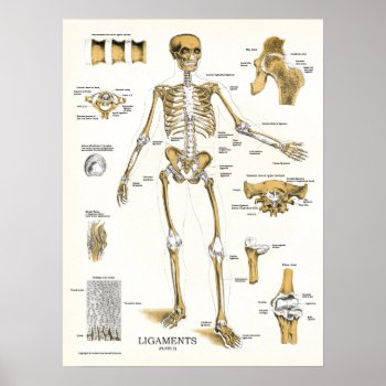 Ligaments And Joints Anatomy Poster by AcupunctureProducts at Zazzle