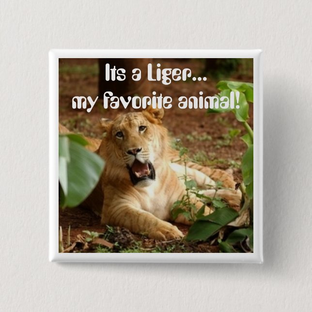 Liger... My Favorite Animal button (Front)