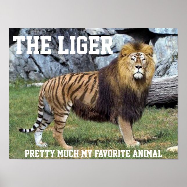 LIGER PRETTY MUCH MY FAVORITE ANIMAL POSTER (Front)