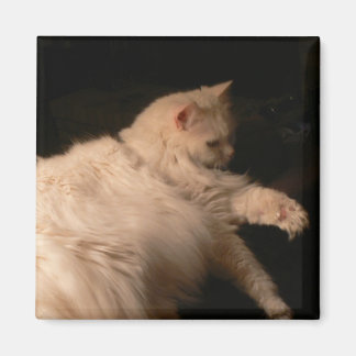 Light and Shadow Cat Square Magnet