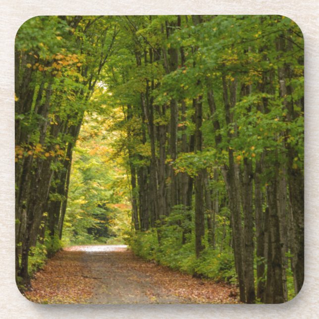 Light At The End Of A Tunnel Of Trees Coaster (Front)