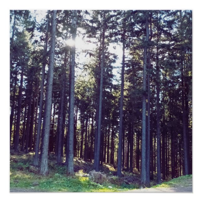Light Between the Pines - Wild Nature Romania Poster (Front)