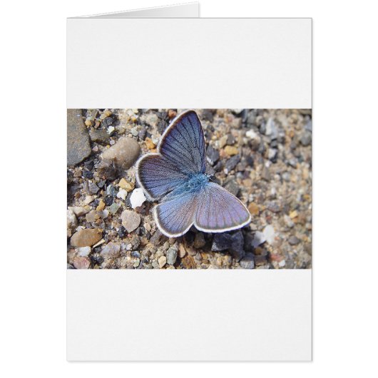 Light blue butterfly cards (Front)