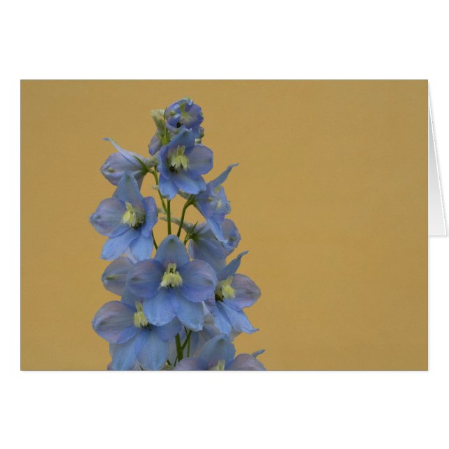 Light-Blue Larkspur Cards (Front Horizontal)