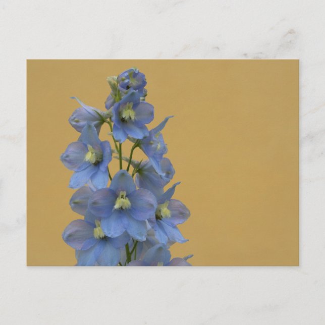 Light-Blue Larkspur Postcard (Front)