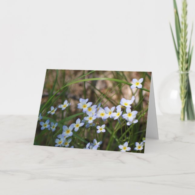 Light Blue Yellow Flowers Nature Photography Blank Card (Front)
