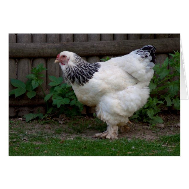 Light Brahma Hen Cards (Front Horizontal)