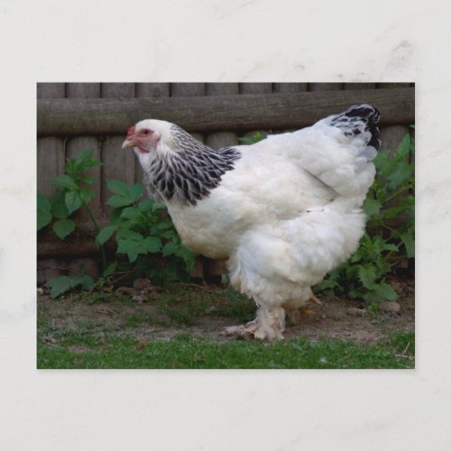 Light Brahma Hen Postcard