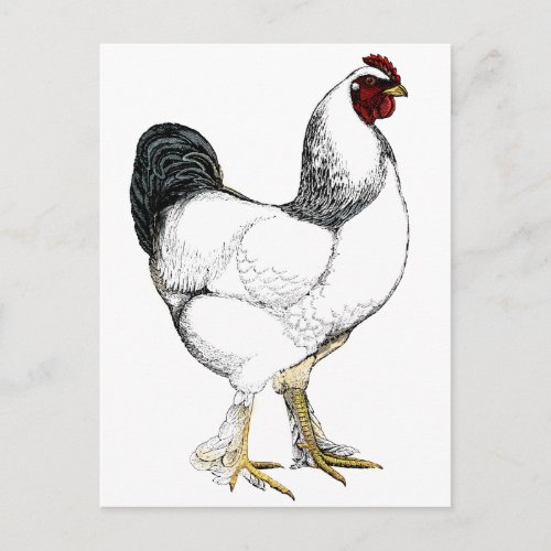 Light Brahma Rooster Poultry Farmer Chicken Chef Postcard