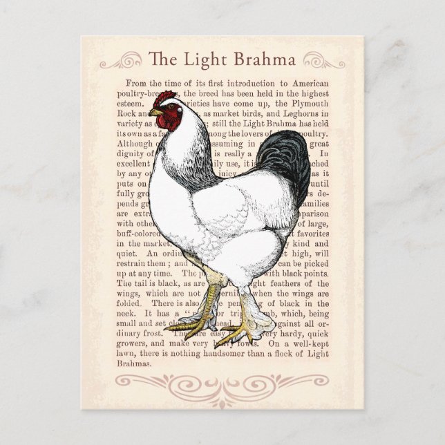 Light Brahma Rooster Vintage Country Classic Postcard (Front)