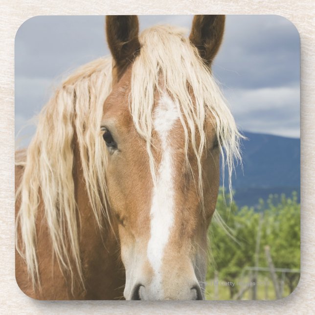 Light Brown Horse Beverage Coaster (Front)