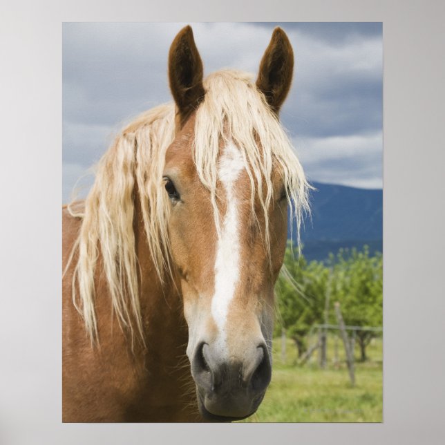 Light Brown Horse Poster (Front)