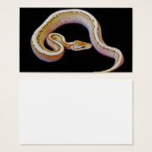 Light Colored Ball Python (Front & Back)