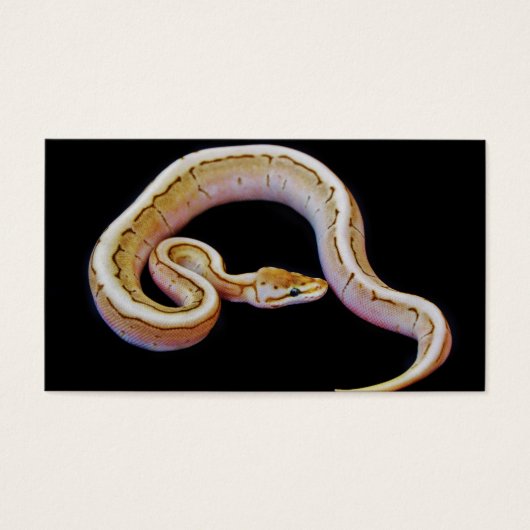 Light Colored Ball Python (Front)