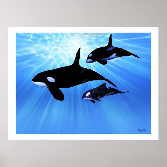 LIGHT ECHO PRINT (Front)