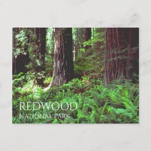 Light Filtering through Redwood Trees Ferns  Postcard