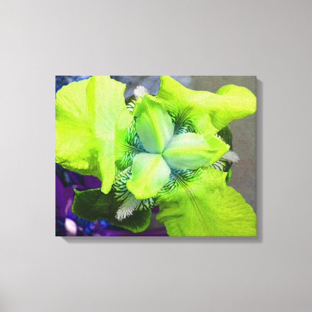 Light Green Iris Canvas Print (Front)