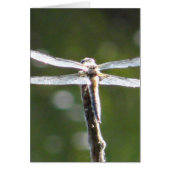 Light grey dragonfly (Front)