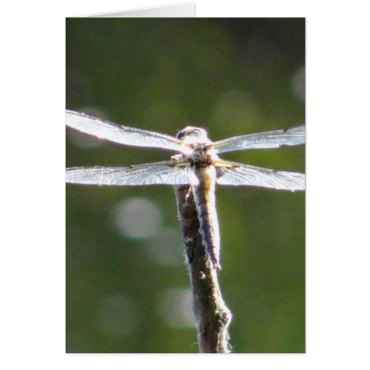 Light grey dragonfly cards (Front)