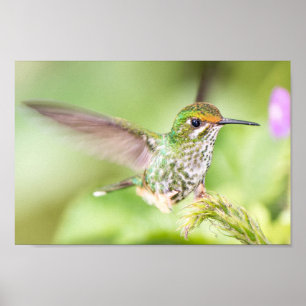 Light Hummingbird Landing on a Branch Poster