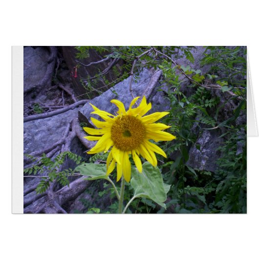 Light in darkness (Front Horizontal)