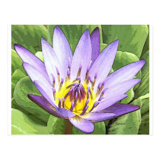 The Heart Lotus Postcards | Zazzle