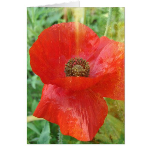 Light Leaks Red Poppy Cards (Front)