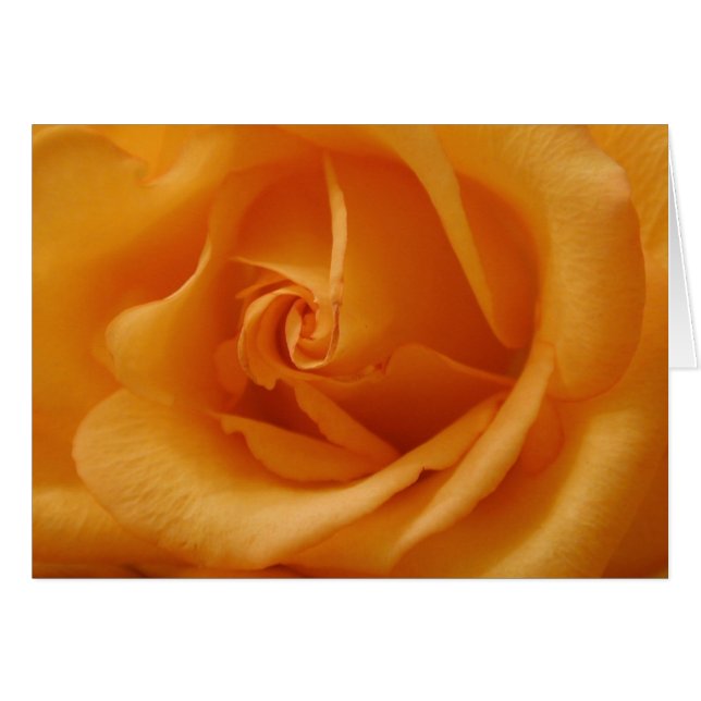 Light Orange Rose Cards (Front Horizontal)