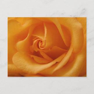 Light Orange Rose Postcard