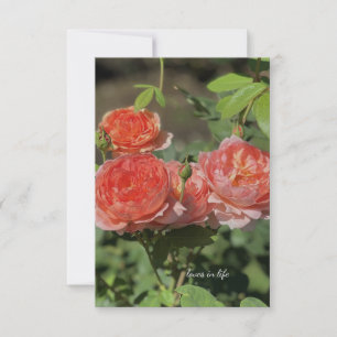 Light Peach Roses Note Card