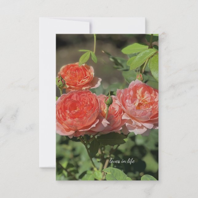 Light Peach Roses Note Card (Front)