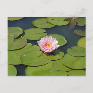 Light pink and Yellow Postcard