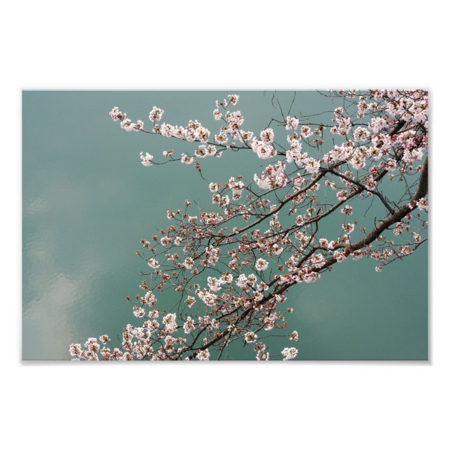 Light pink cherry blossoms on turquois background photo print (Front)
