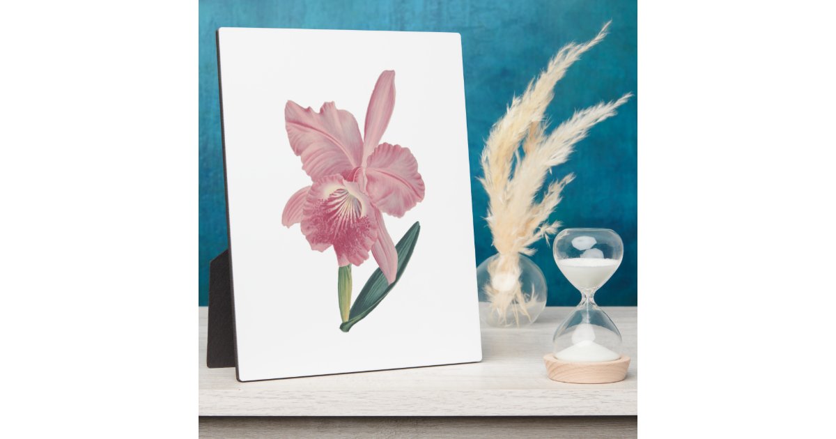 Light Pink Flower Illustration Plaque | Zazzle
