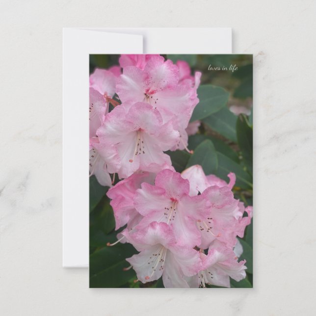 Light Pink Rhododendron  Note Card (Front)