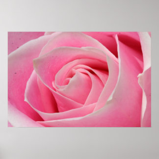 Light Pink Rose 01 Poster
