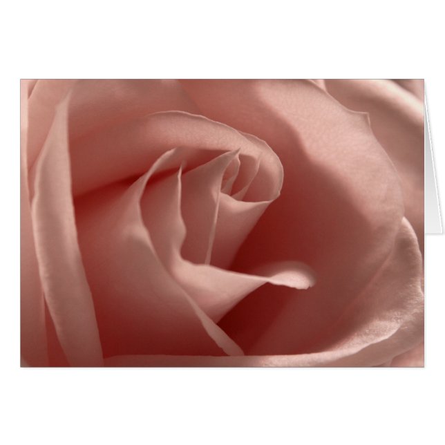 Light-Pink-Rose Cards (Front Horizontal)