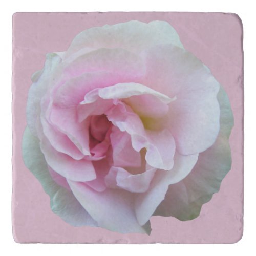 Light Pink Rose on Pink Trivet