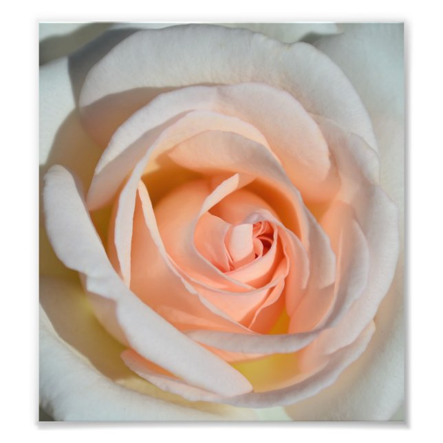 Light Pink Rose Photo Print (Front)