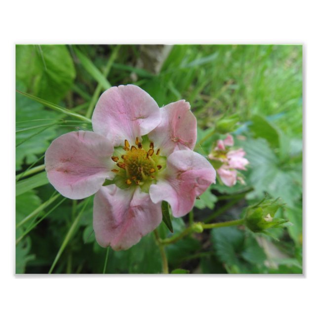Light Pink Strawberry Blossom Floral  Photo (Front)