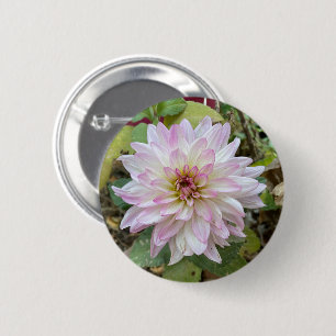 Light Pink Tipped Dahlia Button